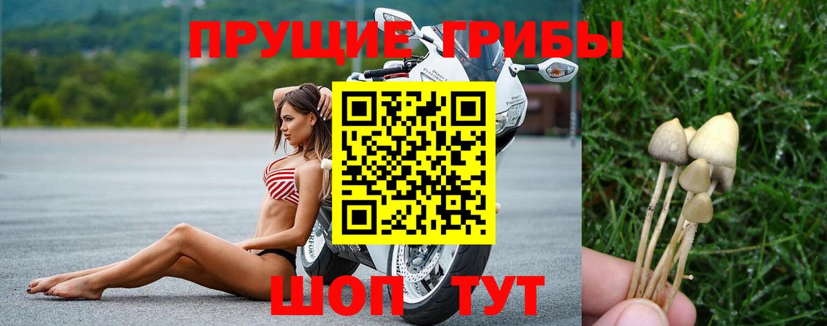 Псилоцибиновые грибы Psilocybe Ялта